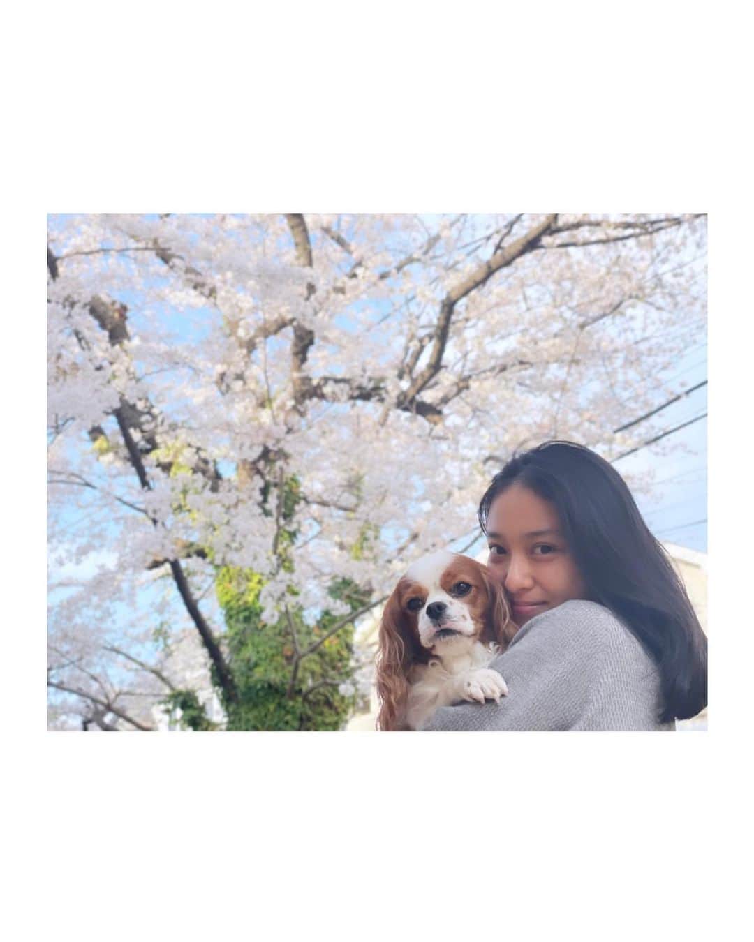 のインスタグラム：「🌸」