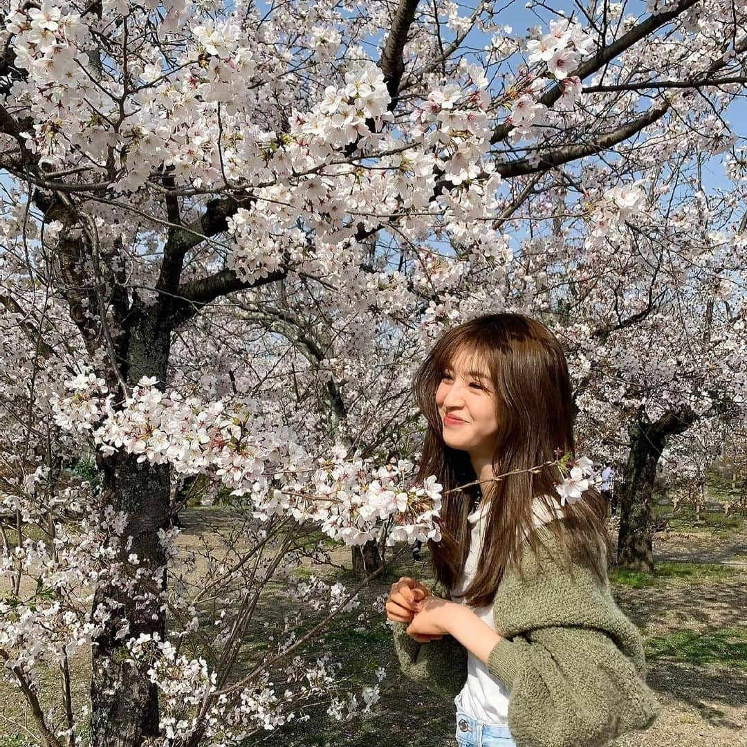 上西星来さんのインスタグラム写真 - (上西星来Instagram)「帰り道に桜と出会いました🌸  パンツ　@zara  トップス　@erm_roomwear」3月29日 17時44分 - seira_jonishi_tpd