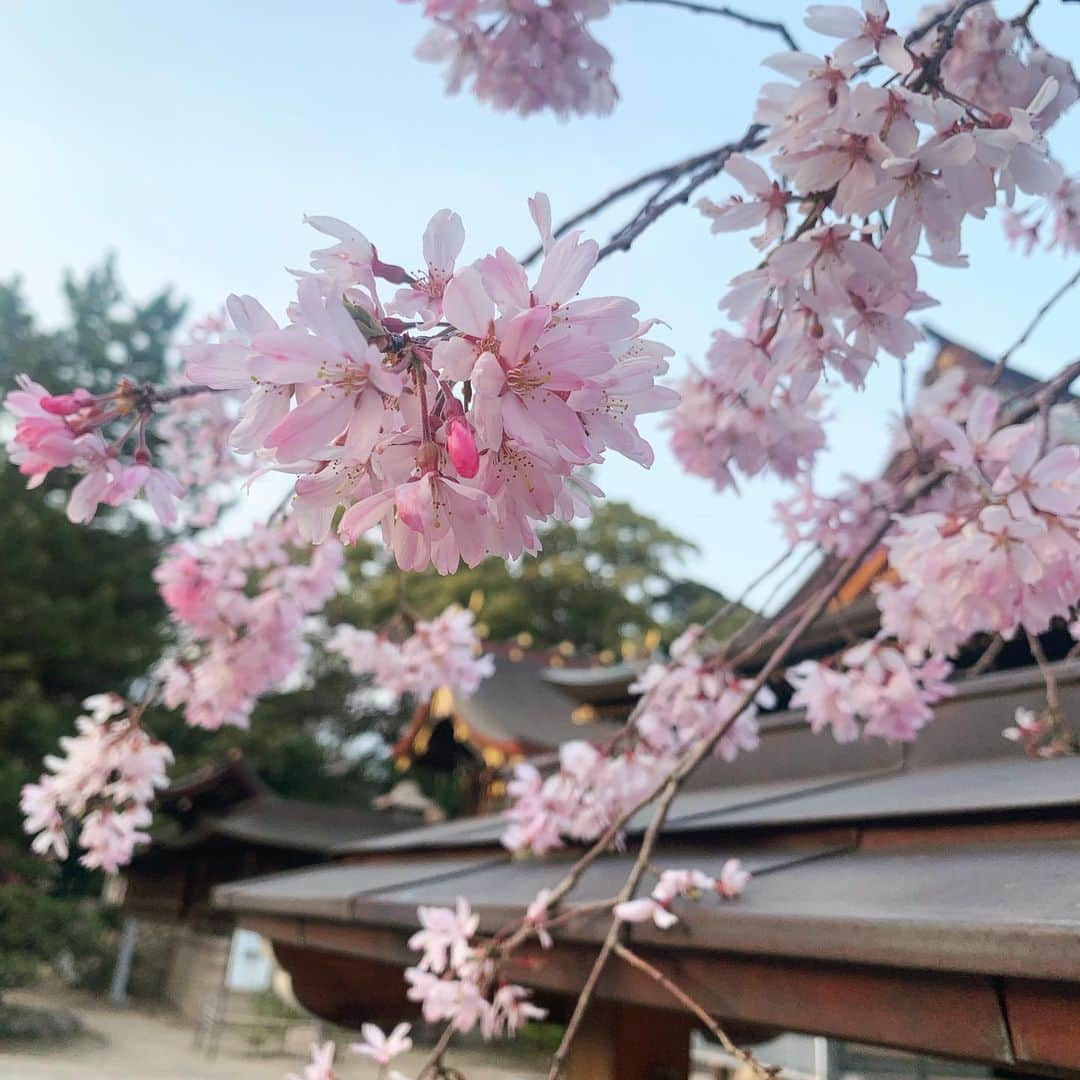 高橋沙織さんのインスタグラム写真 - (高橋沙織Instagram)「春は良いね。 美しい。  #アルミカン #アルミカン高橋 #桜 #春 #桜大好き #さくら #美しい」3月29日 18時07分 - arumikan_saorin