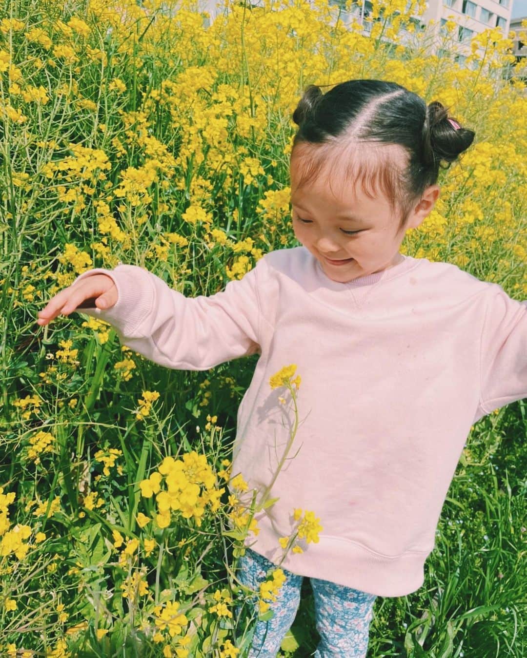 のインスタグラム：「#5歳 #女子 #春 #菜の花 🌼🌼🌼  📷by @kwiae530 @kie_foto」
