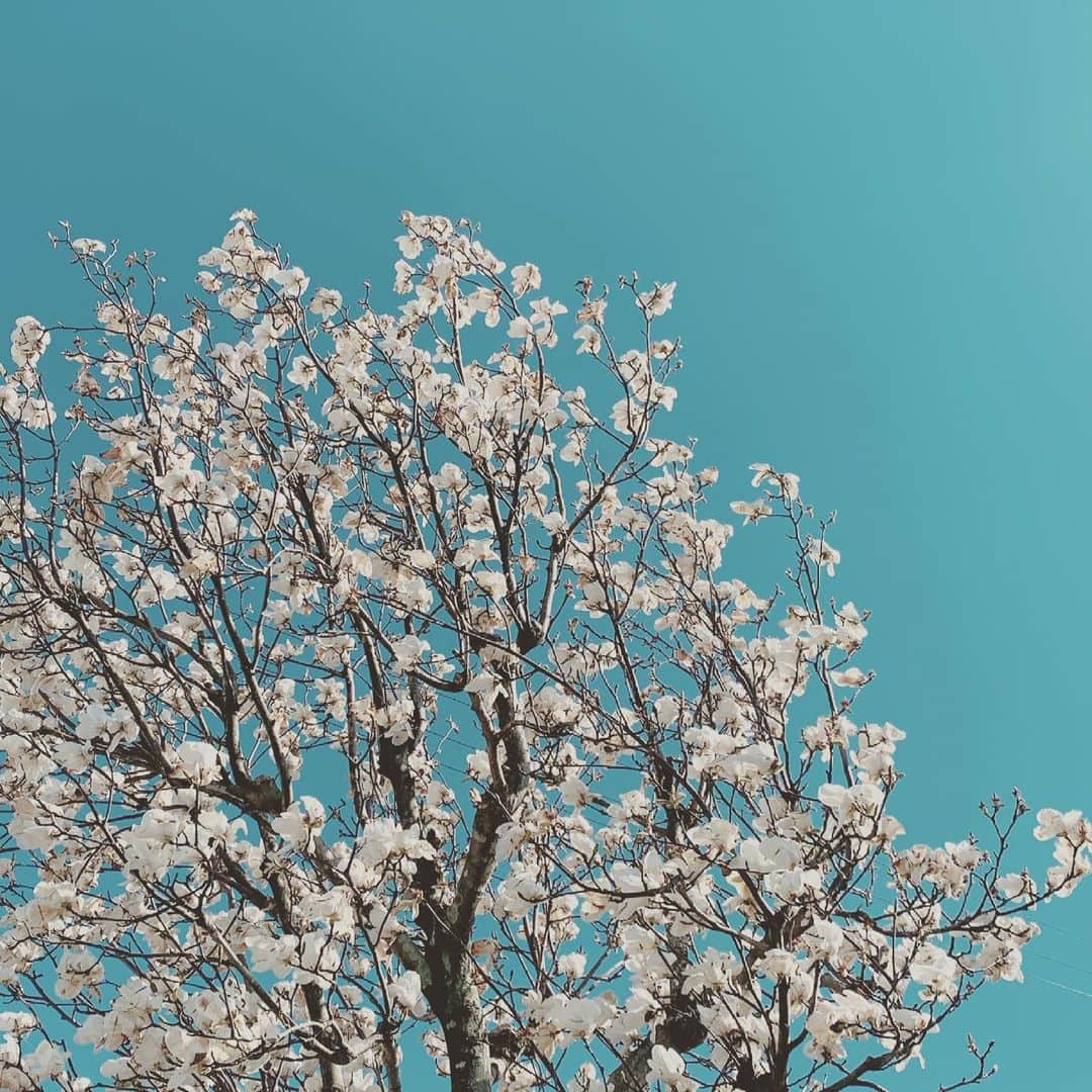 内山絵里加さんのインスタグラム写真 - (内山絵里加Instagram)「・ ・ 先日、額に入れてとっておきたいと思うほど美しかった 白木蓮と雨上がりの青空。 ・ 毎年もくれん通りが白い花でいっぱいになると ああ、春ももうすぐそこかなと感じます。 ・ 木蓮の花言葉は『高潔』 春の始まりに どんな時もけがれなく、清らかに正しい道を生きようと 思わせてくれる花です。 ・ バタバタしがちな年度末ですが 今週も、心穏やかに。 よろしくお願いします🦢 ・ #花めぐり #さんぽ #花が好き #もくれん #白木蓮 #ハクモクレン #もくれん通り」3月15日 9時53分 - erika.uchiyama1129