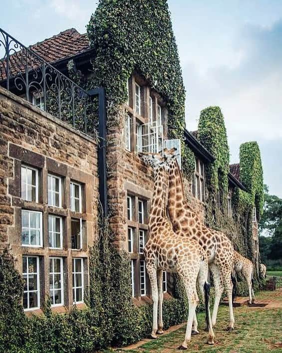 里海のインスタグラム：「人生で一度は行ってみたい 🇰🇪Kenya🇰🇪 この #giraffemanor に泊まって 🦒キリンさんと食事がしたいです🥺  リアルサファリにも 行ってみたいです😌😌  とりあえず、近くでいうと 大好きな那須サファリパークに 行きたいです😙  那須動物公園も大好きなんです⭐️  とっても近くで動物に触れ合えるので 動物ずきにはおすすめなんですよ🥰」