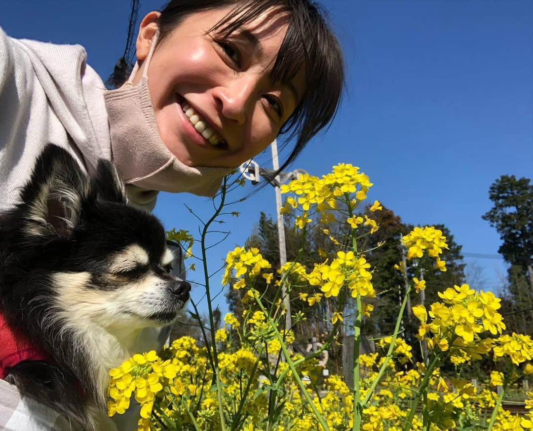 小野真弓さんのインスタグラム写真 - (小野真弓Instagram)「おはようございます☺️ ハナハルと花春さんぽ〜🌸🌼🐝 犬たちに合わせてゆっくり歩くと、 足元に芽吹く若葉にお花や、ふきのとうなど、 心がほっとする発見がたくさんです(*´꒳`*)🌱🐾 今日も良い一日をお過ごしください😊 #わん散歩風景#千葉暮らし#犬のいる暮らし#チワワ#ハナちゃん#チワマル#ハルくん#いぬすたぐらむ #いぬばか部 #chihuahua #maltese #mixdog#dogstagram #doglover #菜の花#桜#花#春#田舎の風景#ちばすたぐらむ」3月15日 7時24分 - hanaharuaroi