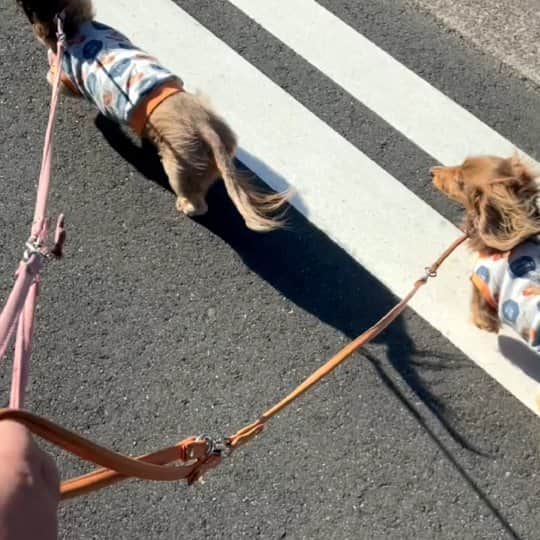 くるみんのインスタグラム：「* 昨日私は仕事だったんだけど、パパが2ワンをお散歩🐾に連れていってくれた。  こむぎさん、めっちゃ楽しそうに歩いてるじゃん🎵 パパもホッとしたみたい。  今日2回目の抗がん剤です💉 何しろ朝ごはんを抜くのが大変💦 ご飯くれくれアピールがすごくて、予約時間までどうやって過ごそう😥 * #ミニチュアダックスフンド #ミニチュアダックスフント #ミニチュアダックス #イザベラタン #イザベラ #カニンヘンダックスフント #カニンヘン #カニンヘンダックス #カニンヘンダックスフンドの日常 #カニンヘンの会 #カニンヘンダックスフンド #チョコタンダックスフント #チョコタンダックスフンド #チョコタンダックス #チョコタン #ダックスlove #ダックス多頭飼い #ダックスフント #ダックスフンドカニンヘン #ダックス部 #ダックス大好き #ダックスフンド #ダックス #リンパ腫 #リンパ性白血病 #抗がん剤 #いぬばか部 #いぬすたぐらむ #短足部 #闘病中」