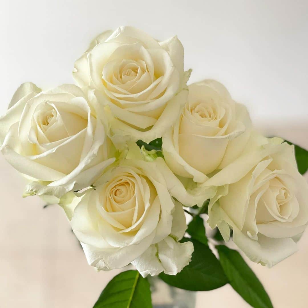 吉田美紀さんのインスタグラム写真 - (吉田美紀Instagram)「・ ・ Good morning･:*+. 3月も折り返し！ 今週は真っ白なバラで一週間をスタート♫ ・ 暖かくなりましたね！ よい一週間を♡ ・ #gm #roses #flowers #バラ #お花のある暮らし」3月15日 8時12分 - miki__yoshida