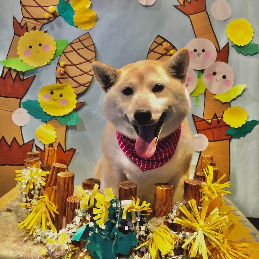 小平智のインスタグラム：「実家の犬、はなちゃん🐕 今年12歳か〜年取ったな〜‼️ 長生きしてね😊 #実家 #愛犬 #はな #長生きしてね #12歳 #小平はな」