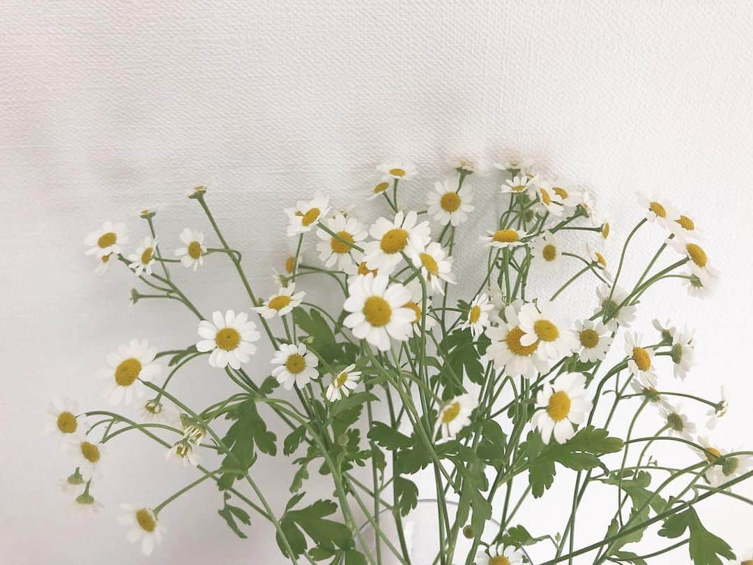 佐々木かいさんのインスタグラム写真 - (佐々木かいInstagram)「今週のお花🌼🌼🌼 マーガレットかと思ったらマトリカリアというお花みたいです🙏🧸♡←全然違くてびっくり笑 ・ #マトリカリア #お花のある暮らし #パグ #のりたま #パグのいる生活 #パグのいる暮らし」3月15日 8時59分 - kai_s_1213