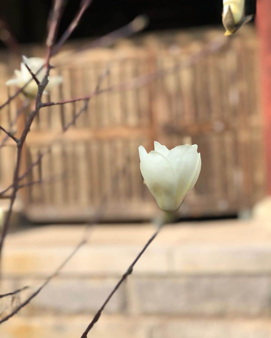 ハン・ソナさんのインスタグラム写真 - (ハン・ソナInstagram)「반가워,목련🌼 화사해서 더 처연한 꽃이래」3月15日 19時31分 - shh_daily