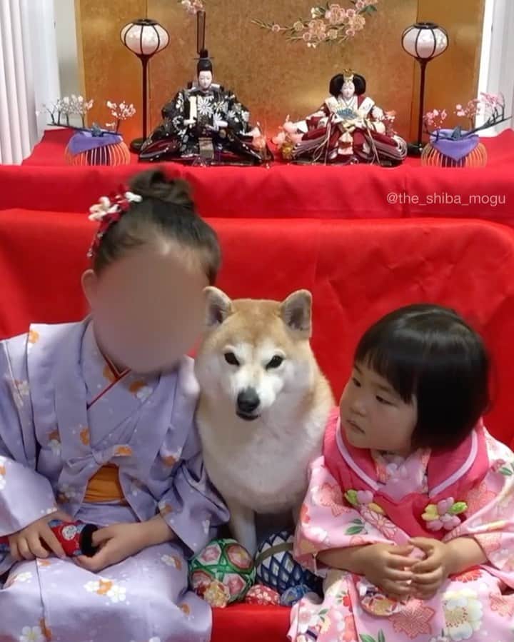 Moguのインスタグラム：「. ひなまつりの写真撮影で子分達に笑顔を強要されたなの。 #もぐはポーカーフェイスがウリなのに 👧👶Mogu chan smile. Smile. . @the_shiba_mogu  #柴犬 #shibainu #shiba#赤柴 #redshiba#犬 #dog#しばいぬ#nannydog#犬と子供#子供と犬#柴犬と子供#柴#赤ちゃんと犬#犬と赤ちゃん#柴犬と赤ちゃん#赤ちゃんと柴犬#柴犬のいる暮らし#子守犬」