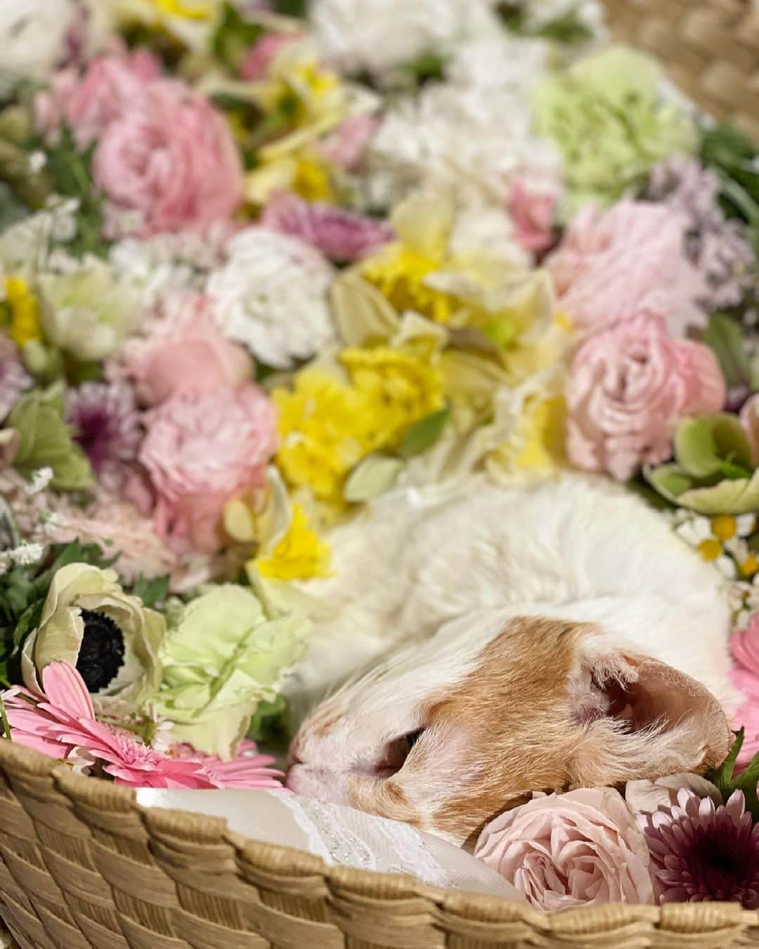 猫沢エミさんのインスタグラム写真 - (猫沢エミInstagram)「イオの葬儀…あとから気が付いたんだけど、ホワイトデーの3月14日だった🤍おんなのこの日👀…さすがイオちゃん、合わせてくるなぁ。  たくさんの花々に、そして心からの涙に包まれて、イオはまるで笑っているようだった。こんなにも故人（故猫）を偲んで心から泣いてくれるお葬式を、私はこれまで見たことがなかった。  コロナのこともあり、お呼びできる方はとても限られていて残念だったのだけど、生前イオと特に交流のあった方々にお越し頂いた。  病気の発覚からずっと私を支えてくださった石田ゆり子さん。ご自身の猫たちの主治医にイオの病に打開策はないのかと聞いてくださりもした。  坂本美雨ちゃんは、手術をやめると決めた日の午後、桜の枝とたくさんの陣中見舞いを持ってふわりと風のように訪ねてくれた。美雨ちゃんの桜が散る前に、イオは逝ってしまうんじゃないかと怯えていたが、葉桜になって枯れるまで、イオは生き続けてくれた。美雨ちゃんの桜は、イオの命の時計だった。  他にもお集まりくださった方たちは、本当に、本当に私とイオの心にご自身の心をぴったりと重ね合わせて見守ってくださった人ばかり。  小さなお数珠を手首につけたイオは、きっとこう思ったはずだ。  「あの夏の暑い日、諦めて死ななくてよかった。」  イオちゃん、安らかにお眠りよ…と言うのがいちばんいいのかママにはわからない。たぶんイオちゃんはどこにもいかないで、ママの魂とひとつに溶け合って、これからも生を重ねていくのだと思うから。でも、まずはゆっくりお眠りよ。最後の夜、たぶんあなたは苦しくて眠れなかったと思うから。  ママは、イオちゃんに1mmとて頑張らせるつもりはなかったから、お見送りを1日早くすべきだったと少し悔やんだのだけど、天に昇った3月12日の感謝に溢れた喜びの中にいたあなたを見て、これはイオちゃんの意思だったのだと思いました。  ママに愛とは、生きるとは、そしてその命を大切だからこそ正しく手放すことの素晴らしさを教えてくれてありがとう。  永遠に愛してるよ。  #猫沢イオ　#イオの扁平上皮ガン日記」3月15日 12時42分 - necozawaemi