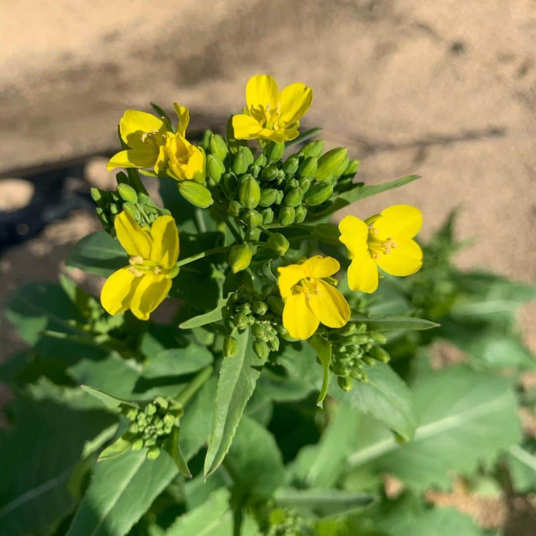 中島早貴さんのインスタグラム写真 - (中島早貴Instagram)「なかじま(さき)農園にも 春がやってきましたー🌼！ 　 1枚目はカブ 2枚目はそらまめ 3枚目はえんどうのお花。 　 カブは花が咲く前が収穫時期なのでやってしまった🤦‍♀️っていう感じなのですがキレイだから良しとします。 それに、野菜の花って育ててみなくちゃわからないしね😂👍 　 では午後もがんばっちゃいましょー！ 　 #真ん中っ子による畑日記 #農家の娘 #育ててみる 🌱」3月15日 12時56分 - saki__nakajima__uf