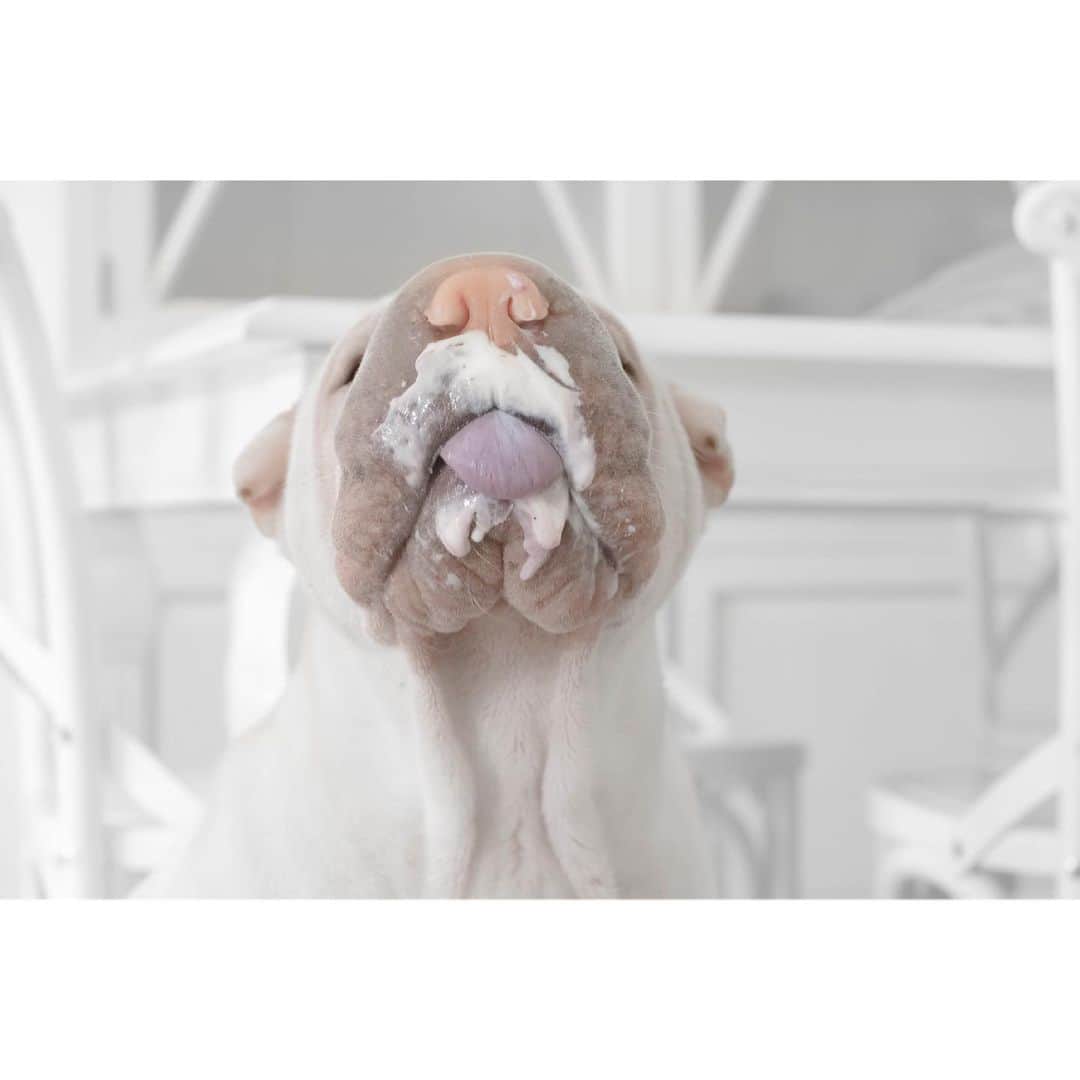 のインスタグラム：「Blueberry yogurt always helps with the Monday blues 🫐 #yummyinmytummy #lambington #sharpei #sharpeisofinstagram #sharpeisoftheworld #wrinkles #squishyfacecrew #love #dog #dogs #dogsofinstagram #doggo #barked #instagood #weeklyfluff #instadaily #dogsinthekitchen #ilovemydog」