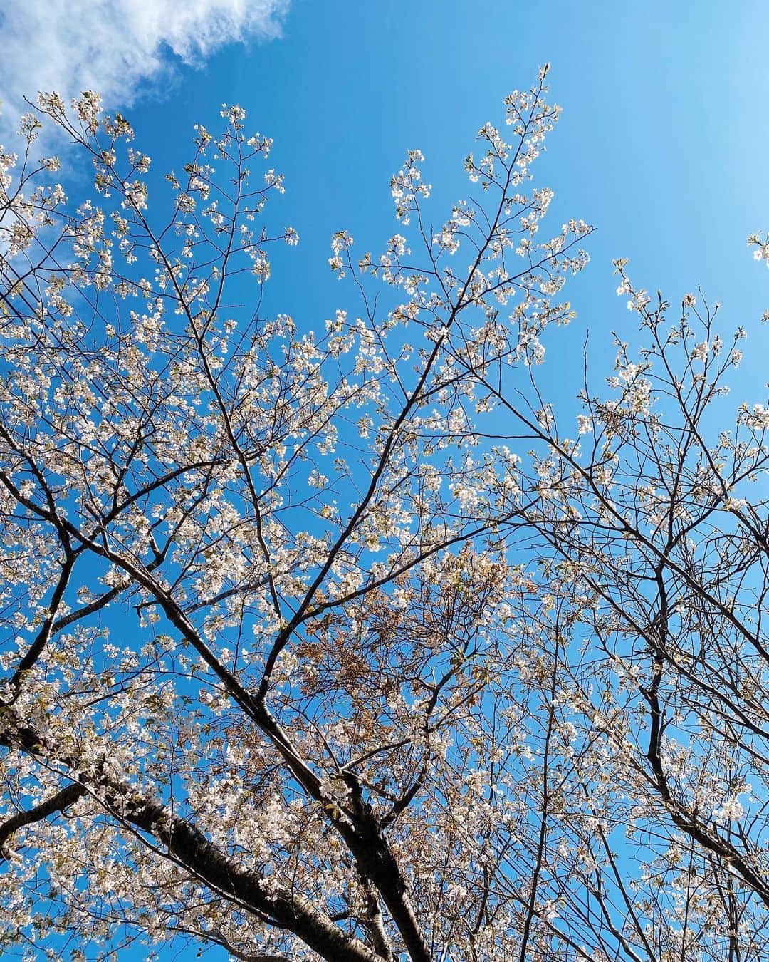 白波瀬海来さんのインスタグラム写真 - (白波瀬海来Instagram)「.  上を見上げたらもう咲いてた🌸 そして波がいい💙  #flowers」3月15日 13時05分 - kyra.97
