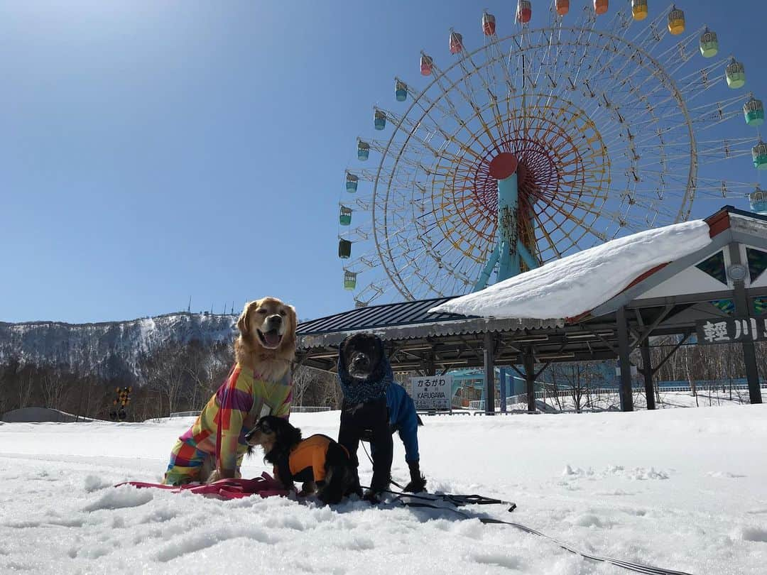 ともさんのインスタグラム写真 - (ともInstagram)「今日だけ天気が良いらしい札幌☀️ 晴天の中、笑福君とお山散歩してきました🗻気持ち良かった〜✨ * #ゴールデンレトリバー　#笑福君5歳　#ダックス　#くーちん13歳　#イングリッシュコッカースパニエル　#ルッちん4歳　#goldenretriever  #dachshund  #englishcockerspaniel  #japan #sapporo」3月15日 13時17分 - tomowithdog