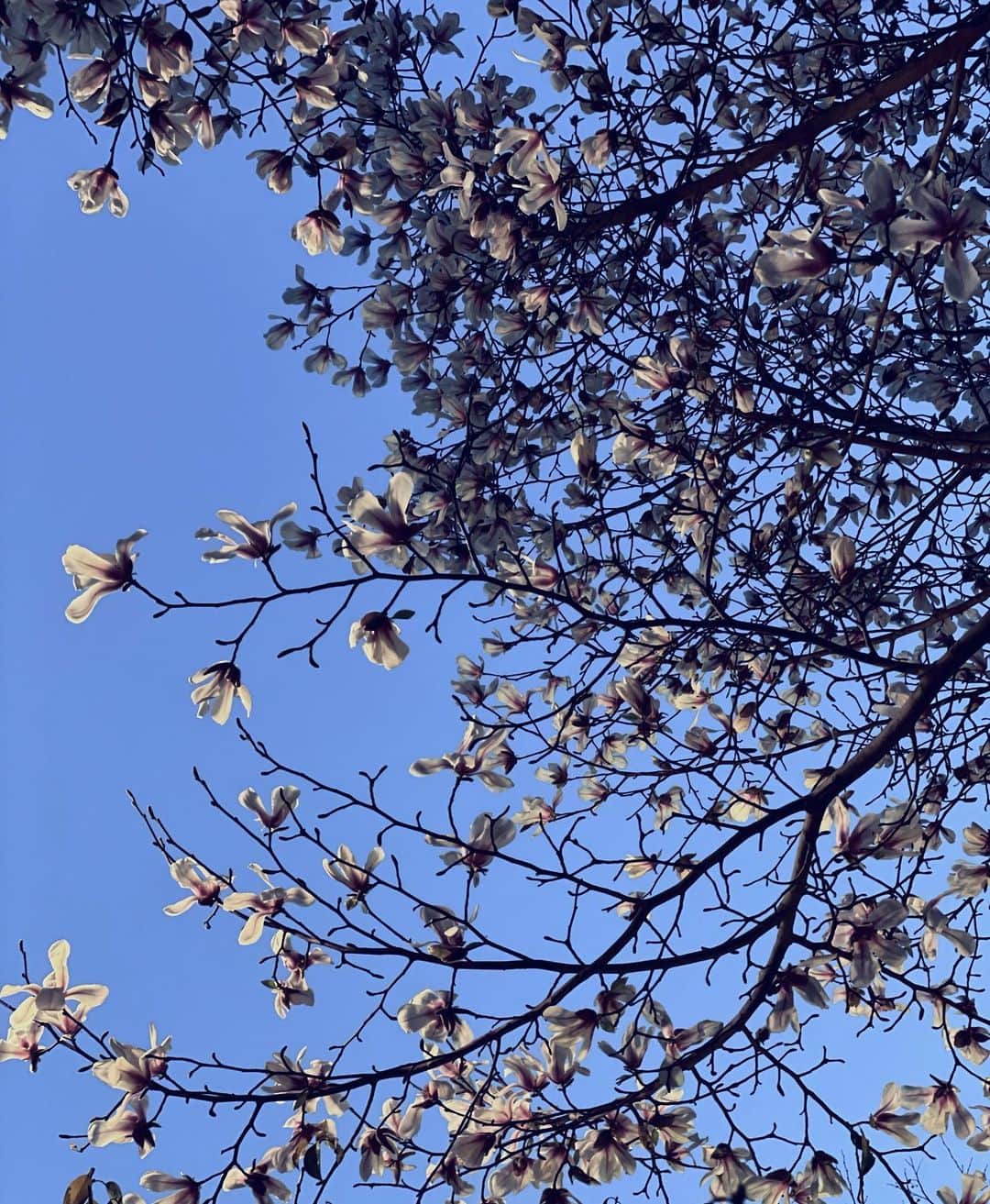 木下ココさんのインスタグラム写真 - (木下ココInstagram)「オフィス街にそっと咲いている木蓮。  満開に咲く綺麗な花を見ると 楽しい春の訪れを感じる🌱  映画も好きだったな。  🐸🐸🐸 ・ ・ ・ #magnolia #マグノリア #木蓮　#春の訪れ」3月15日 14時12分 - cocot_chan