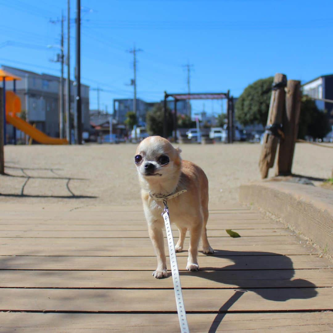 まち(Machi)のインスタグラム：「. 🌞😏🌞 . #chihuahua #chihuahuas #dog #instadog  #weeklyfluff #doglover #chihuahualove #ふわもこ部 #choco #azuki #omochi #チワワ #ちわわ #犬 #スムチー #ロンチー #ちわすたぐらむ #いぬすたぐらむ #ちわわ部」