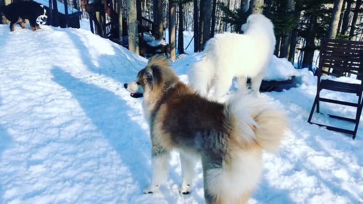 鈴井貴之のインスタグラム：「今日もみんな元気です。 雪どけが随分と進みました。 #グレートピレニーズ  #バーニーズマウンテンドッグ  #秋田犬  #犬おじさん  #赤平」