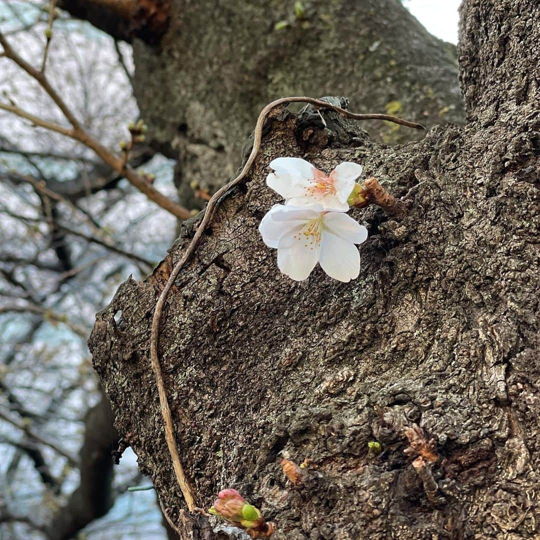 津田麻莉奈さんのインスタグラム写真 - (津田麻莉奈Instagram)「ちょっとだけ咲いてる🌸  #🌸　 #桜 #springhascome」3月15日 18時11分 - tsudamarinal