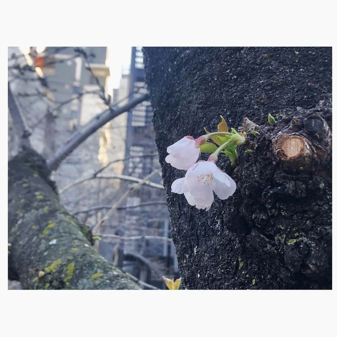 のインスタグラム：「咲いている蕾はないか〜〜(悪い子はいねが〜の節)と数分歩いたらすぐあった🌸 けどまだまだこれから。来週には一気に咲いているだろうなぁ。  今日わかった事は、幹から直で生えてる蕾早く咲きがち。  東京は早く春が来るなぁ  #開花発表 #🌸」