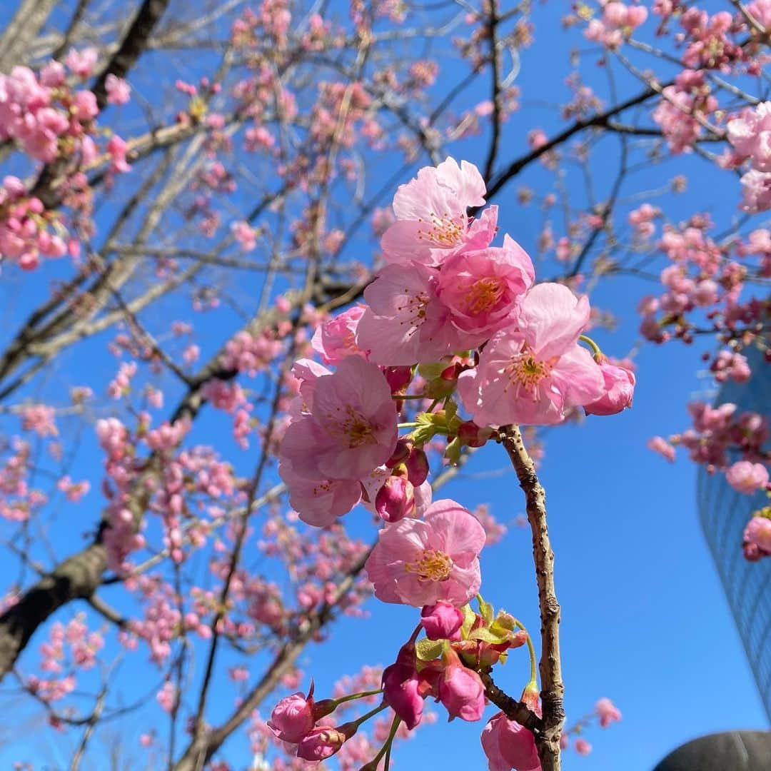 下村彩里さんのインスタグラム写真 - (下村彩里Instagram)「#衣装　x #陽光桜　の成長日記  #コート :#rope #タートルネック :#rope #スカート　:#rope  🌸3月4日:つぼみが膨らむ 2枚目  🌸3月8日:#催花雨　ピンク色に 4枚目  🌸3月12日:花びらが見えてきた！ 6枚目  そして... 🌸今日3月15日:#開花 ！　#8分咲き 8枚目  #桜観察 #成長日記 #小さな感動 #春がきた . . #下村彩里  #報道ステーション#気象情報#テレビ朝日アナウンサー#テレビ朝日#アナウンサー#アナウンサー衣装#春コーデ #anchor#costume#japanesefashion#march」3月15日 20時29分 - sairi.shimomura_ex