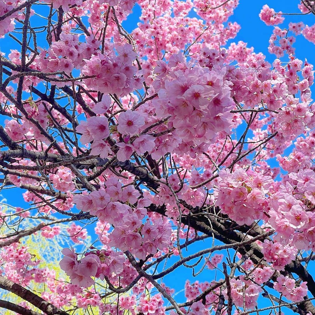 みなみのインスタグラム：「病院帰りたくさん歩いて自然に癒された🌸 これは梅の花？なのかな？めっちゃ綺麗だった(*´◒`*) #不忍池 #上野恩賜公園 #梅の花 #ソメイヨシノ #春 #一人時間」