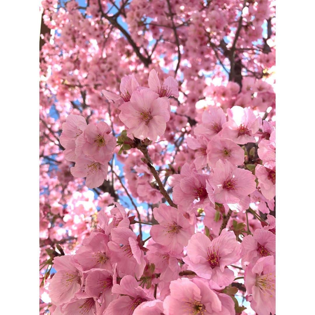 山本みらいさんのインスタグラム写真 - (山本みらいInstagram)「. SAKURA🌸 一気に春気分☺︎ . 今週も頑張ろう！ . #河津桜 #桜#cherryblossom #mondaymotivation」3月15日 21時15分 - mirai_yamamoto
