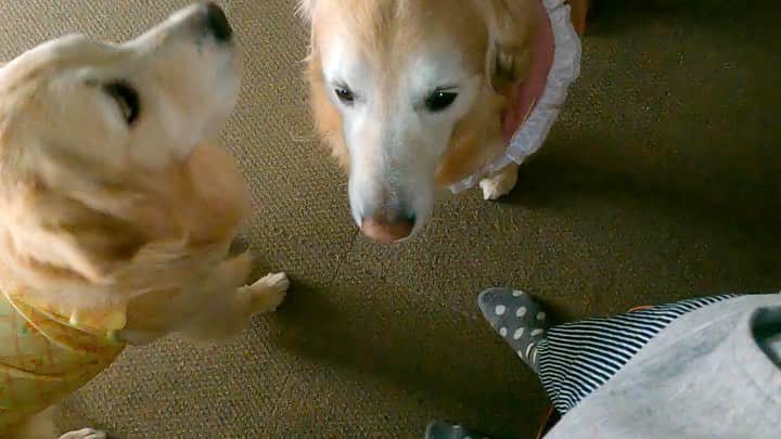 まゆみのインスタグラム：「。 。 #本日のYouTube より おうちシャンプー限定なんだけど 。 あーちゃんくさい 。 ってゆーと 顔面硬直、フリーズして とても傷ついて すごすごとお風呂に入りに行く😂 。 。 #あーちゃんくさい #がーーーん #傷つく #あーちゃんはくさくないとおもーの 。 。 #ゴールデンレトリバー#goldenretriever#dog#犬#あーるん#golden#retriever#doglover#insta_dog#ぺんぺん子ちゃん#welovegoldens#Instagram#Instagramjapan#Instagramdogs#9gag#dogstagram#dogsofinstagram#dogs#doggy」