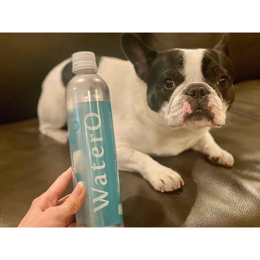 中田奈沙さんのインスタグラム写真 - (中田奈沙Instagram)「WaterO 💧💧💧 こちらは勝手にいつまでも子犬だと思い込んでいる愛しのブリジットさんも気づけば5歳🐄 フードももちろんですが、常に摂取する水分はもっと大切なのかも。  @rise_sugishita に紹介してもらった @watero_official で健康生活をスタート✨  体に酸素を補給してくれたり、綺麗な被毛維持もサポート。 ミネラルフリーなところも安心👍 飼い主さんは、愛犬・愛猫ちゃんが元気に健康で長生きしてほしいと思うよね。 実家の🐩さん達にも飲んでもらおう。  #watero #pet #family #frechbulldog #frenchie #buhi #dog #petwater #instadog #dogstagram #health #mineralfree #cutie #pied #ウォテロ #犬 #パイド #ブヒ #フレブル #フレンチブルドッグ #いぬすたぐらむ #愛犬 #ペット #家族 #ペットウォーター  #健康 #被毛ケア  #毛並み」3月15日 23時00分 - nasa_nakada