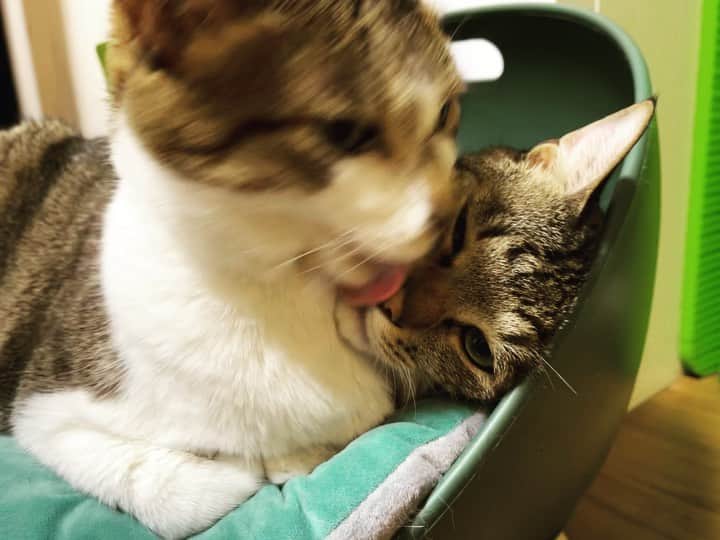 賽助のインスタグラム：「舐め猫 舐められ猫」