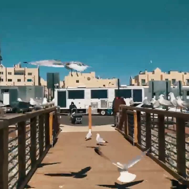 メーガン・ブーンのインスタグラム：「The Birds. So stupid.」