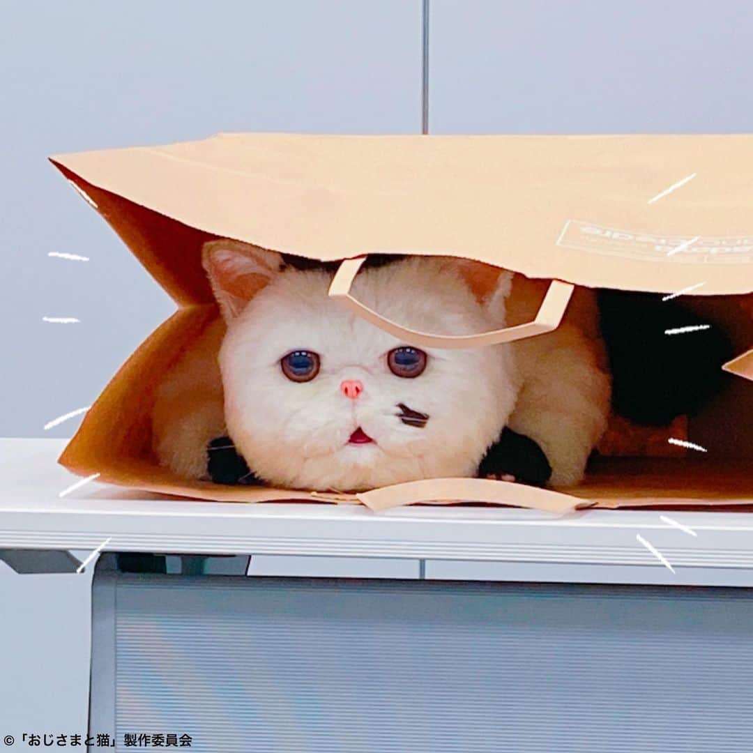 おじさまと猫のインスタグラム：「. ／ #おじさまと猫 DVD&Blu-ray予約特典のおさらい🐱 ＼  👇ラインナップはこちら💿🎶  早期予約特典(全店舗対象) ➡️オリジナル卓上カレンダー  テレ東本舗。 WEB予約購入者特典 ➡️ふくまるアクリルキーホルダー  WEB予約購入者抽選特典 ➡️特別印刷！番組ポスター(3名様)  楽天購入者特典(先着) ➡️缶ミラー  ASMART購入者特典(先着) ➡️森山役 #小関裕太 さんブロマイド  お好きなアイテムを狙って！ ぜひご予約お待ちしてます🥰  詳しくは番組ホームページまで💻📱！  #おじさまと猫 #草刈正雄 #神木隆之介 #小関裕太 #武田玲奈 #平山浩行  #高橋ひとみ #升毅 #松本穂香 #吉澤嘉代子 #阿部真央 #猫 #猫のいる暮らし」