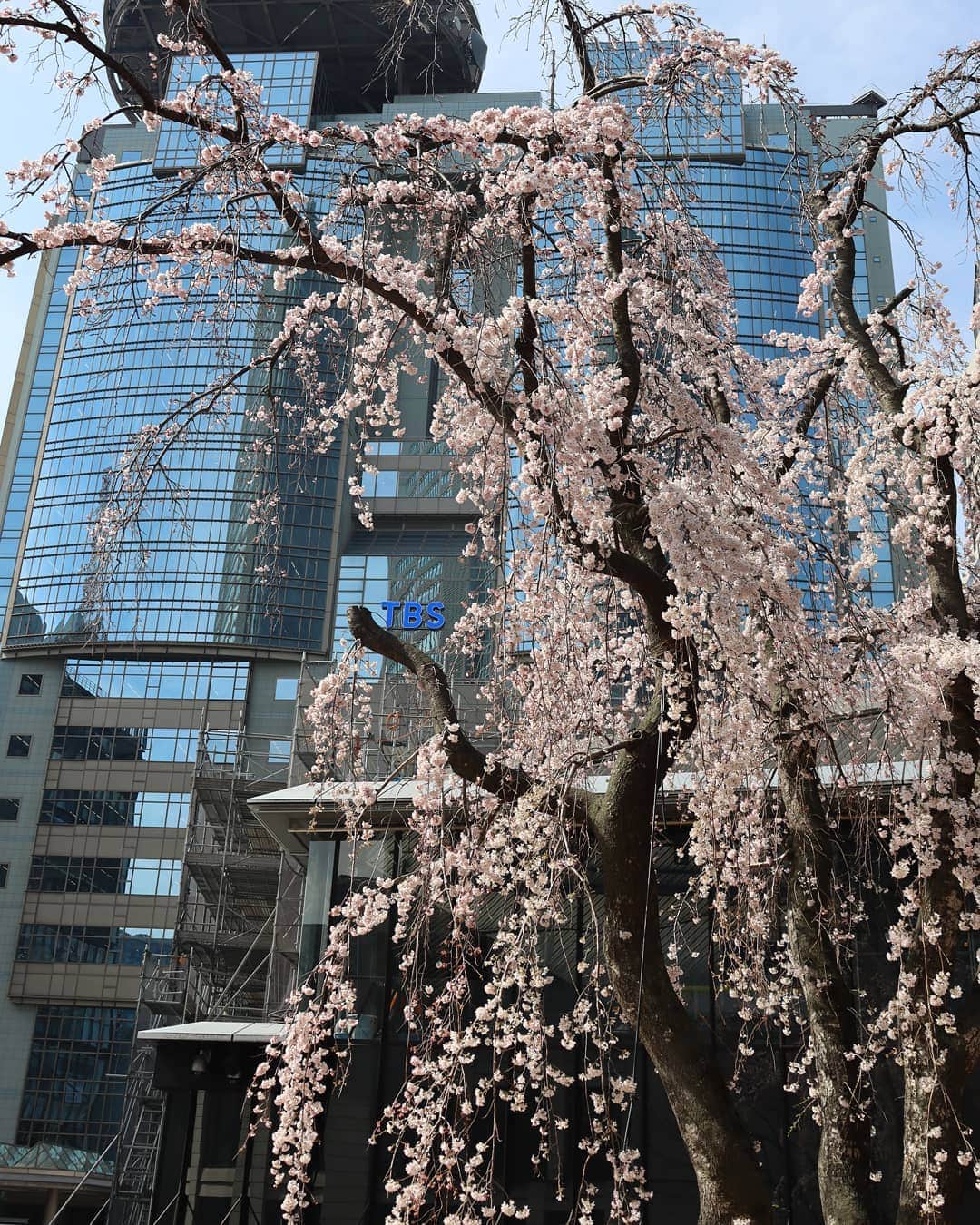 千種ゆり子さんのインスタグラム写真 - (千種ゆり子Instagram)「たまにはTBS前で。  #枝垂桜 #桜 #さくら #サクラ #sakura #cherryblossom」3月16日 14時21分 - chikusa_yuriko