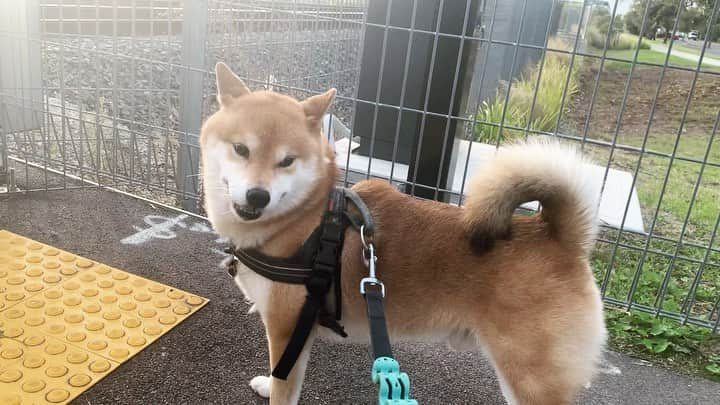 Shibainu Pontaのインスタグラム：「🚃  . #shibainu #melbourne #メルボルン」