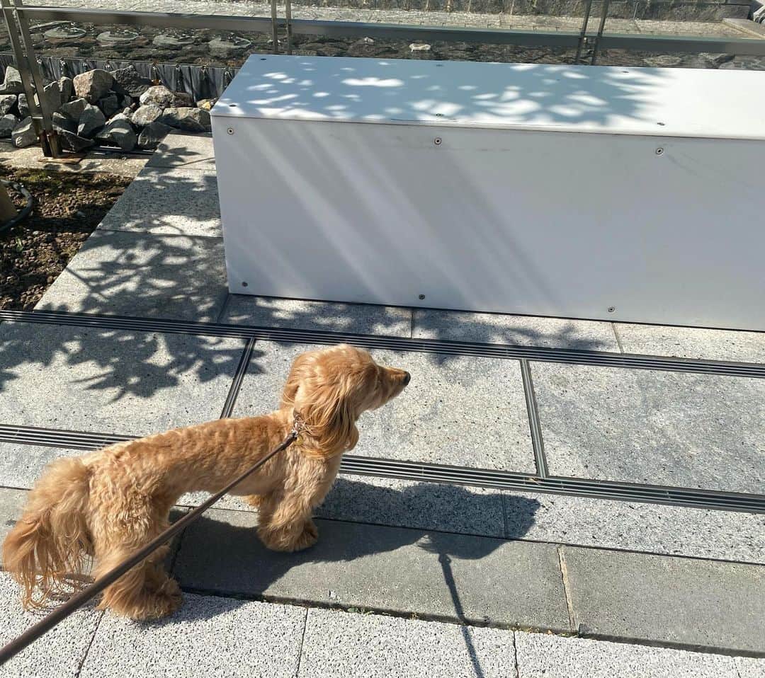 CHIHAのインスタグラム