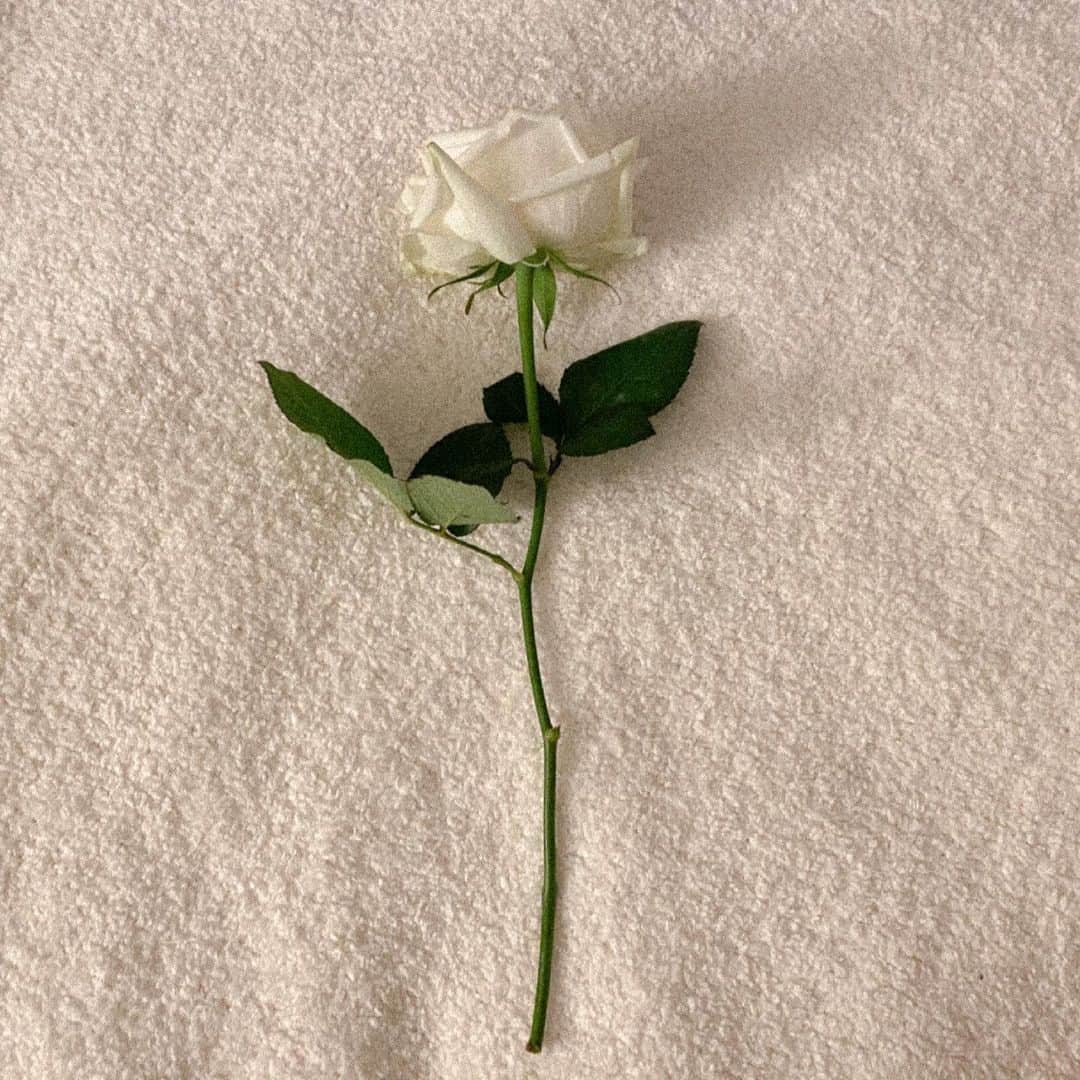天木じゅんさんのインスタグラム写真 - (天木じゅんInstagram)「white♡ . . . . #whiterose  #rose #white #薔薇」3月16日 12時37分 - jun.amaki