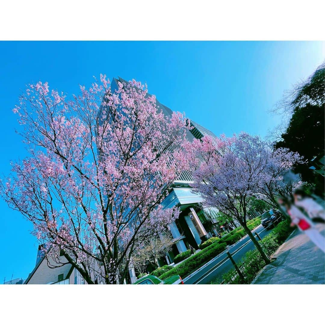 潘めぐみさんのインスタグラム写真 - (潘めぐみInstagram)「🌸　🌸　🌸  ただいま。  桜、綺麗に咲いてました。  とっても素敵なお散歩タイムだったので  改めて投稿したいと思います。  そのときには  季節は変わってしまっているかもしれないけれど  お知らせ出来る日がきたら、また…🖖💭✨」3月16日 23時02分 - han_meg_han