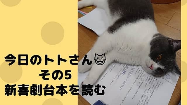 高橋靖子さんのインスタグラム写真 - (高橋靖子Instagram)「YouTube「トトときどき私」〜今日のトトさん🐹その5〜😀 upしました😅ゆるゆる動画ですけど観てね❤️ #トトときどき私  #YouTube  #cat  #猫  #ブリティッシュショートヘア  #고양이  #브리티쉬숏헤어  #吉本新喜劇 #よしもと新喜劇 #新喜劇 #よしもと  #猫のいる生活  #猫好きさんと繋がりたい」3月16日 23時03分 - oyasupororo