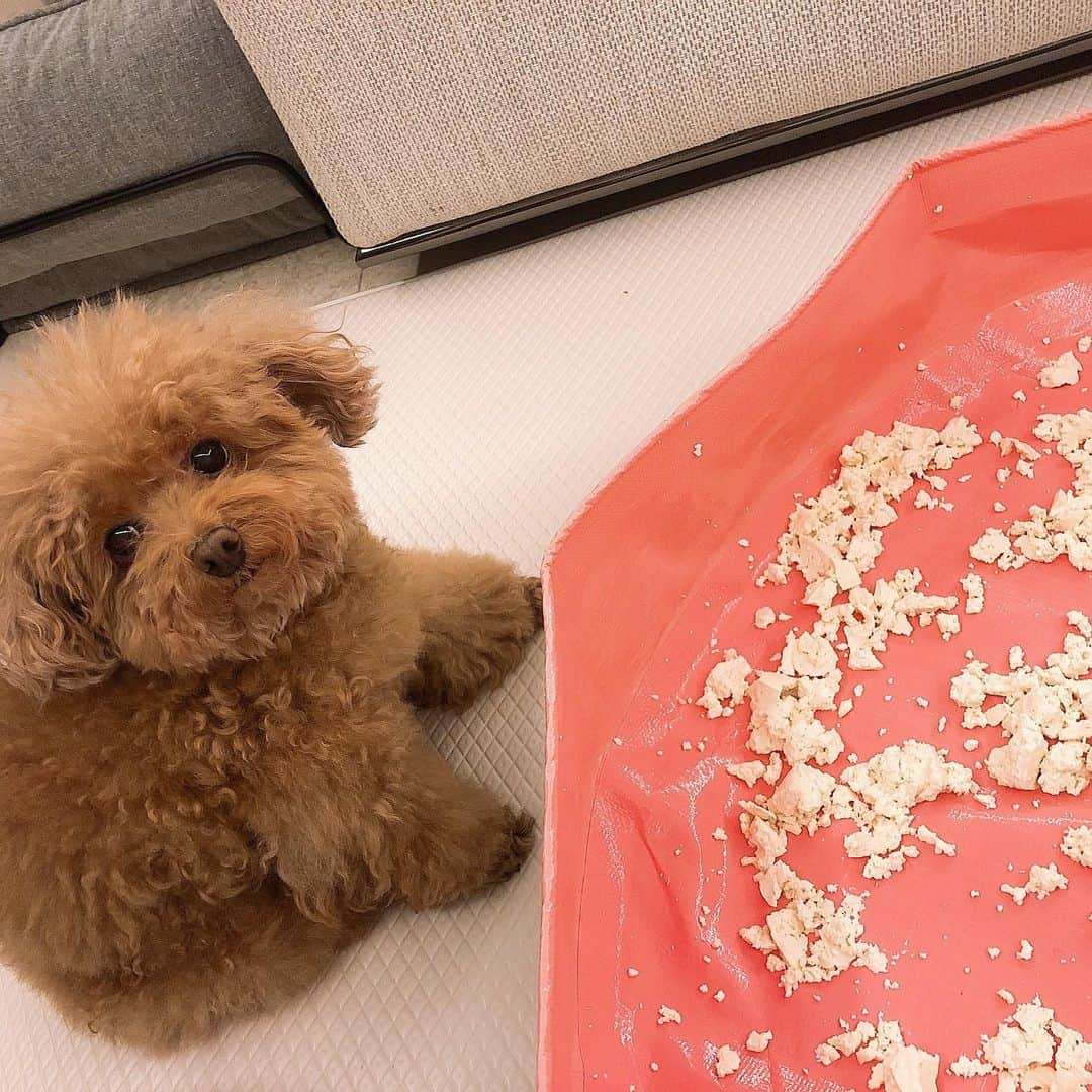 チェ・ジウさんのインスタグラム写真 - (チェ・ジウInstagram)「🐶👀」3月16日 23時15分 - choijivvoo