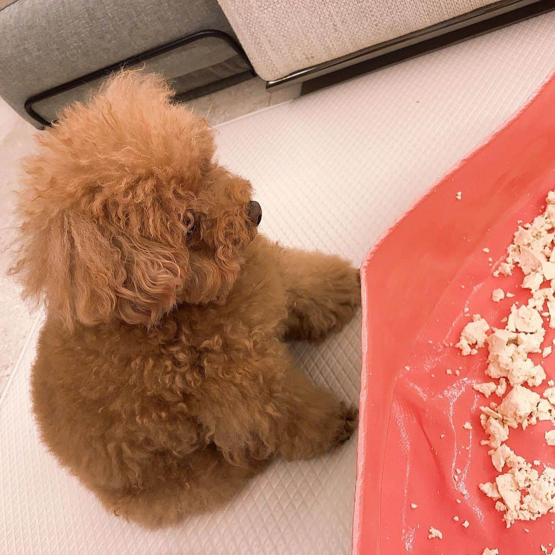 チェ・ジウさんのインスタグラム写真 - (チェ・ジウInstagram)「🐶👀」3月16日 23時15分 - choijivvoo