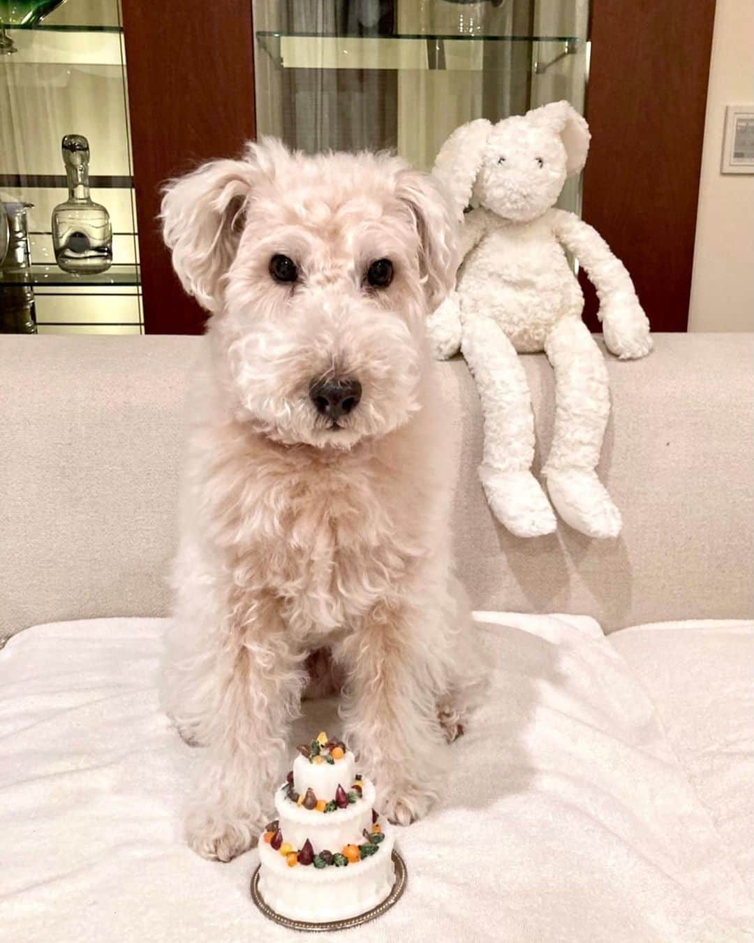 のインスタグラム：「ケリー、ＨＢＤ〜🎉🎉🎉 11歳になっても赤ちゃんのままです😄🐶💕  #kelly #ケリー #愛犬 #お誕生日 #terrier」