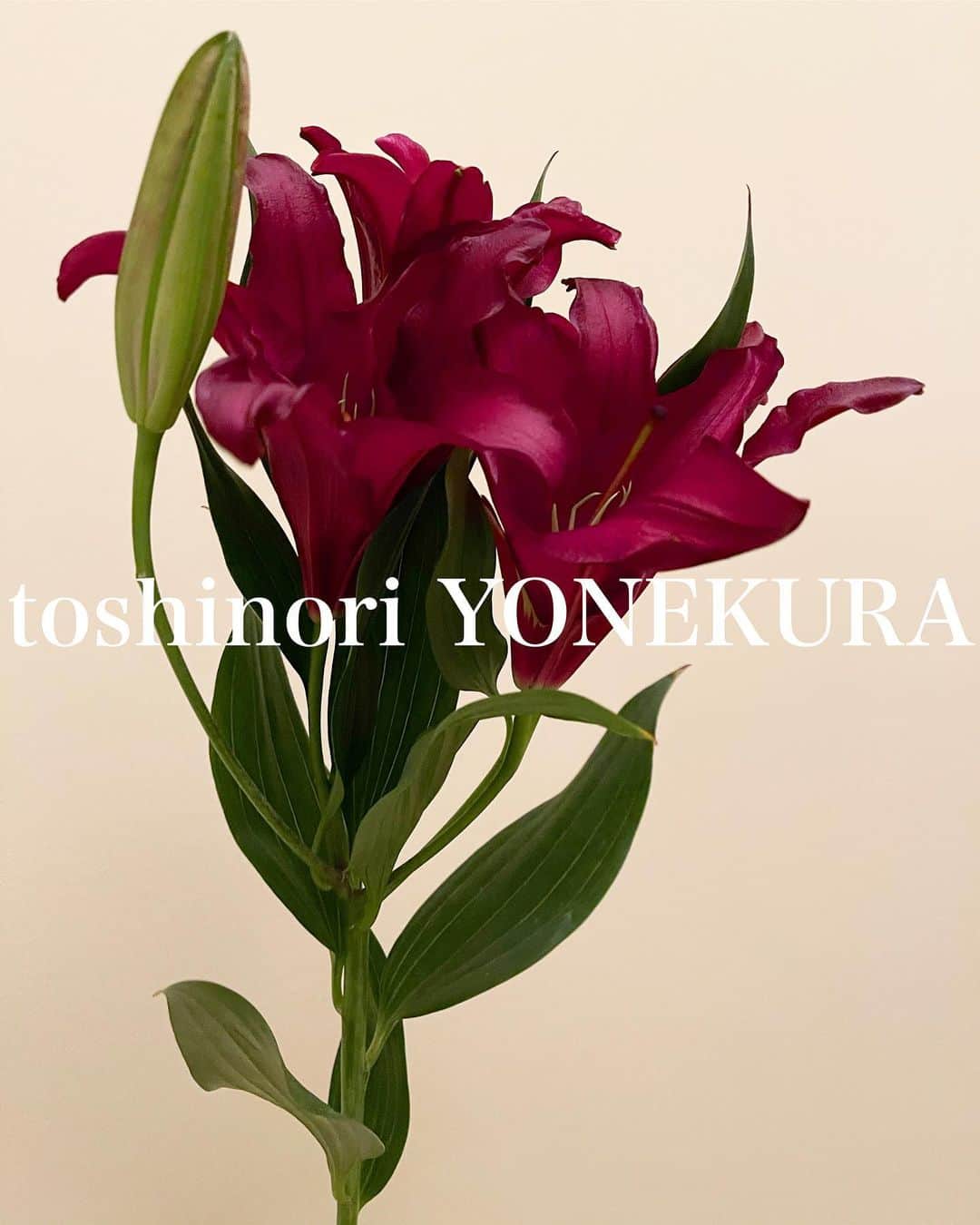 米倉利紀さんのインスタグラム写真 - (米倉利紀Instagram)「flowers of this week #男花 #花のある生活」3月16日 23時53分 - toshi_yonekura