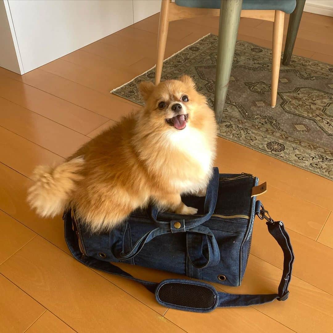 のインスタグラム：「最近のむぎ、まとめ🐕🐕🐕」