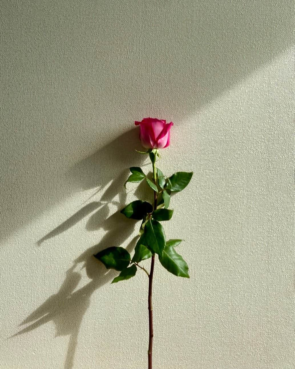 宮村ななこさんのインスタグラム写真 - (宮村ななこInstagram)「Lonely. #photography #photo #flowers #flowerstagram #flower #rose #pink #nostalgic」3月16日 15時33分 - miyamuchan_001