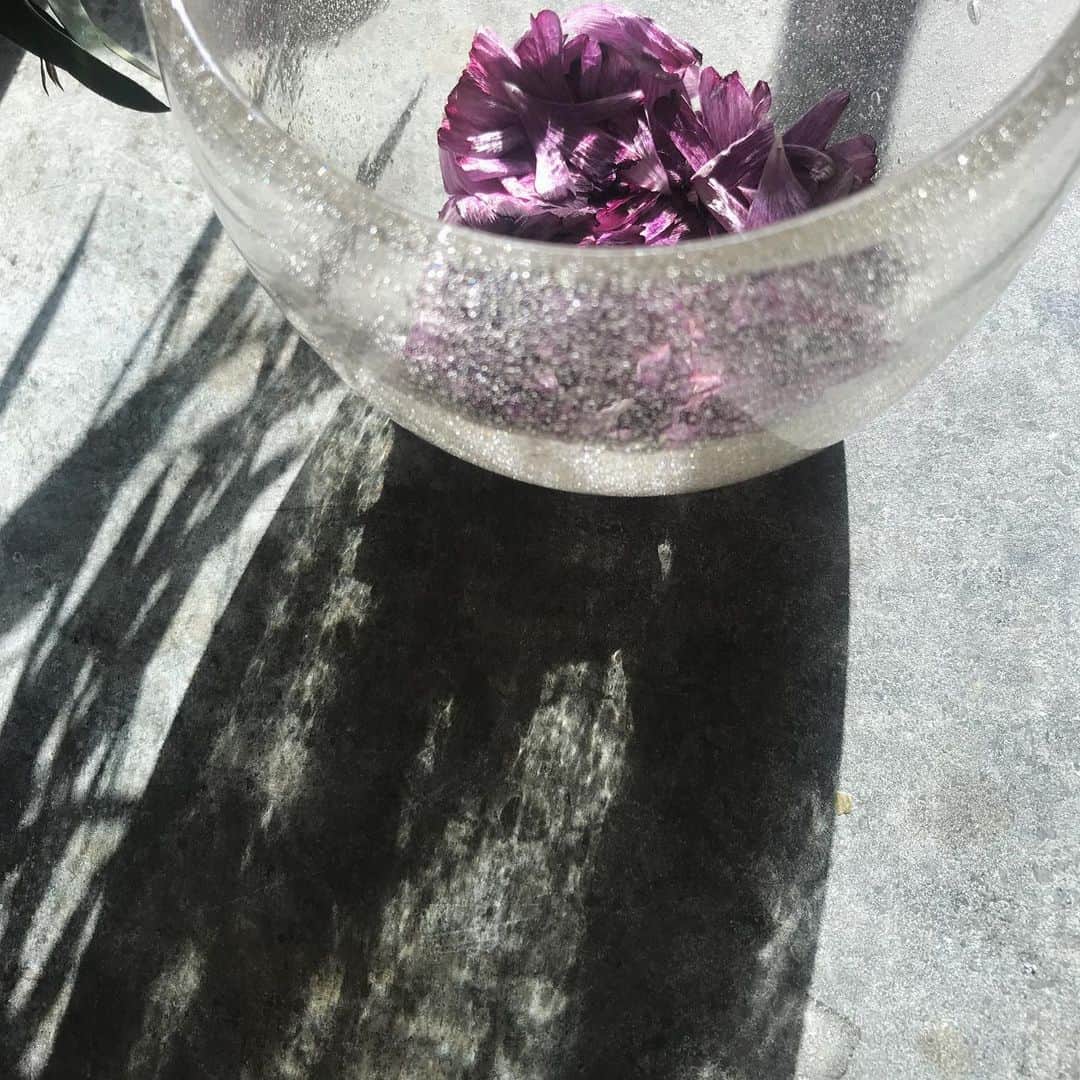 冷水 希三子さんのインスタグラム写真 - (冷水 希三子Instagram)「散ったあとも、きれい。」3月16日 16時14分 - kincocyan