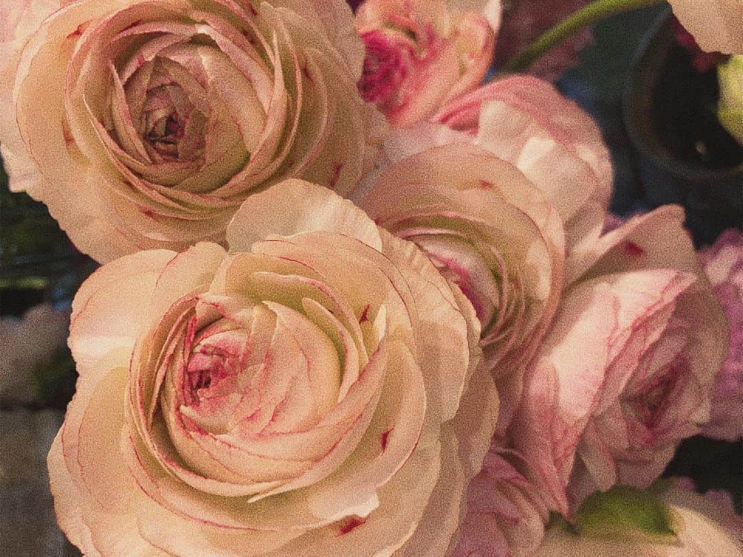 yuu__aaaのインスタグラム：「. 🥀🤍 . . 大好きなお花屋さん💐 . #rose#お花#flower#お花のある暮らし #薔薇#ドライフラワー#花のある暮らし」