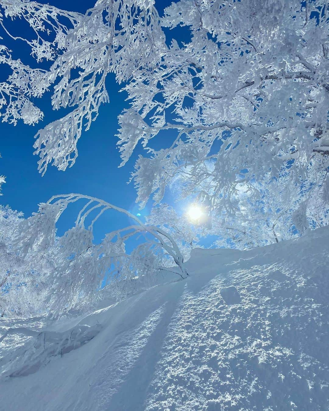 岩垂かれんさんのインスタグラム写真 - (岩垂かれんInstagram)「🌲❄️🌞☁️💜 転んで、見上げたら いい景色だったシリーズが 写真フォルダにたくさん」3月16日 16時23分 - kareniwadare