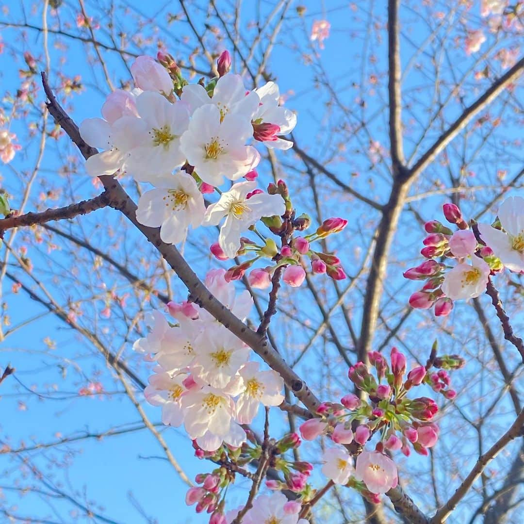 上原りささんのインスタグラム写真 - (上原りさInstagram)「さくら〜♪さくら〜♫大好きな花〜🌸❤️  #さくら #一番好きな花」3月16日 16時51分 - uehara_risa_official