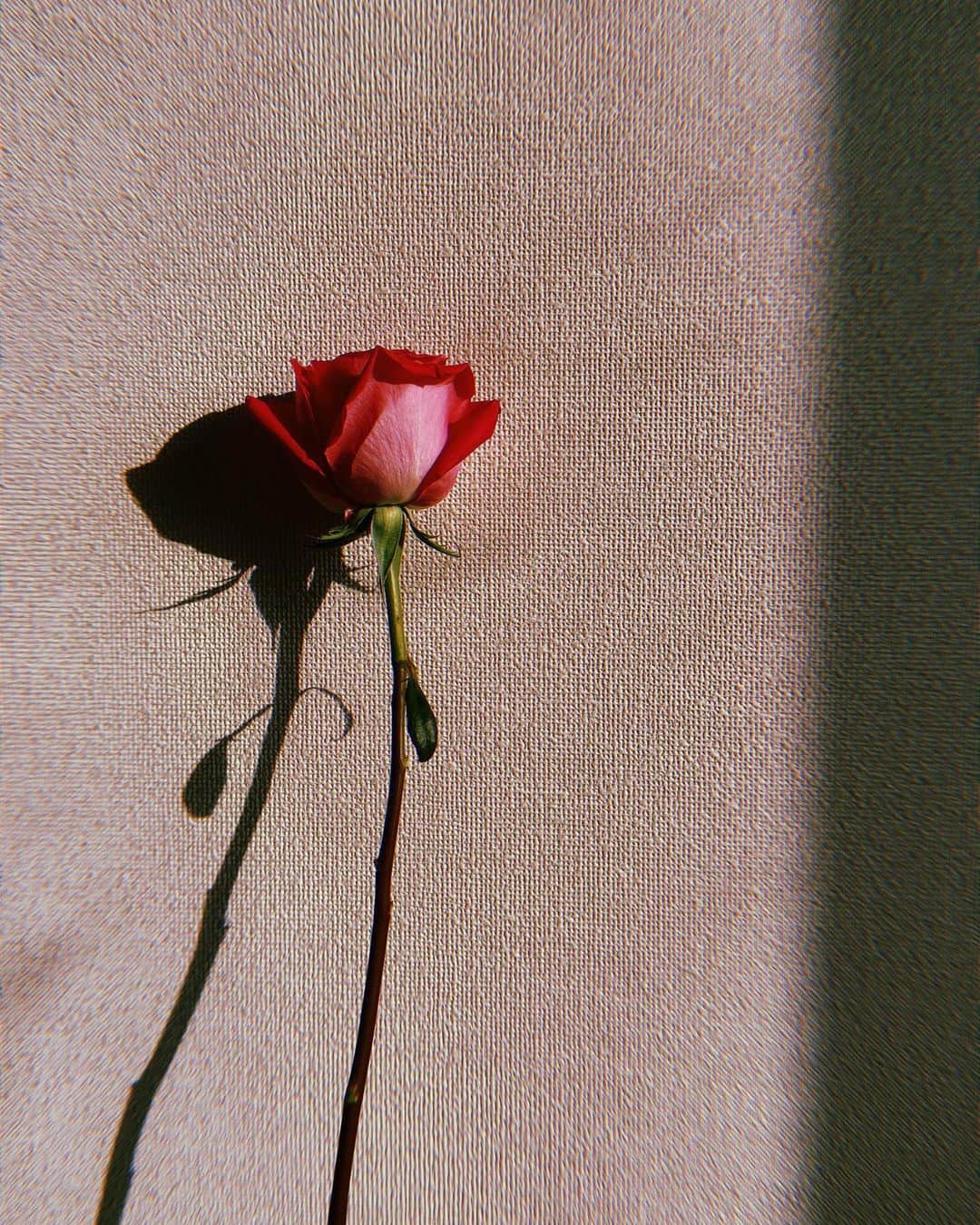 宮村ななこさんのインスタグラム写真 - (宮村ななこInstagram)「Dusk. #photography #photo #flowers #flowerstagram #love #loveyourself」3月16日 17時42分 - miyamuchan_001
