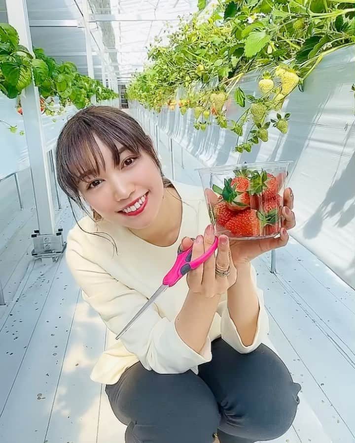 のインスタグラム：「. 沢山の苺に喜びながら苺狩りしてきた🍓  #いちご狩り#苺狩り#苺#ストロベリー#動画#笑顔#笑顔が一番#果物#果物狩り#関西グルメ#グルメ女子#関西グルメ女子#苺スイーツ#練乳#モノトーンファッション#ブラウス#movie#smile#happy#strawberry#japan#japanesegirl#asiangirls」