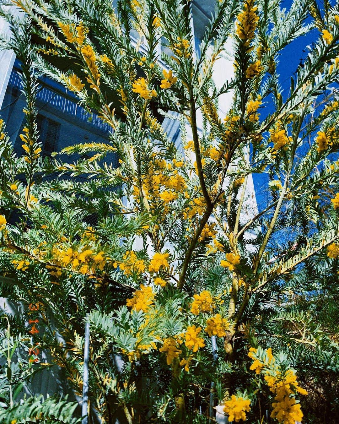 吉田夏海さんのインスタグラム写真 - (吉田夏海Instagram)「お花って癒される🌼🌼🌼  #flowers」3月16日 18時13分 - natsumiiiiiiiiiii